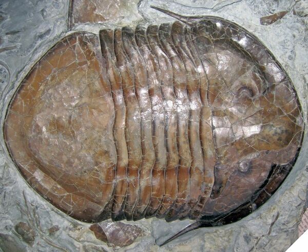 A fossil of the trilobite Isotelus, the state fossil of Ohio.